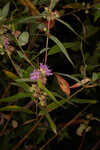 Swamp loosestrife